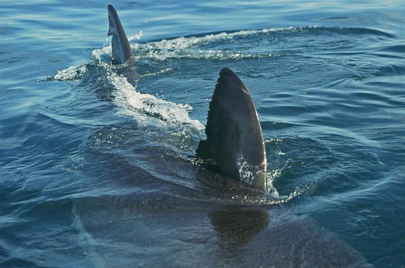 Great White Shark dorsal fin at surface