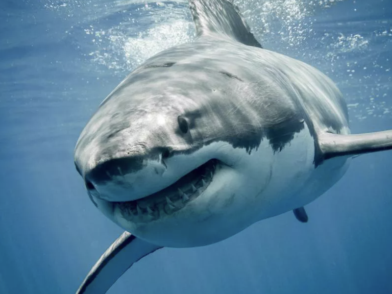 Great white shark in the water
