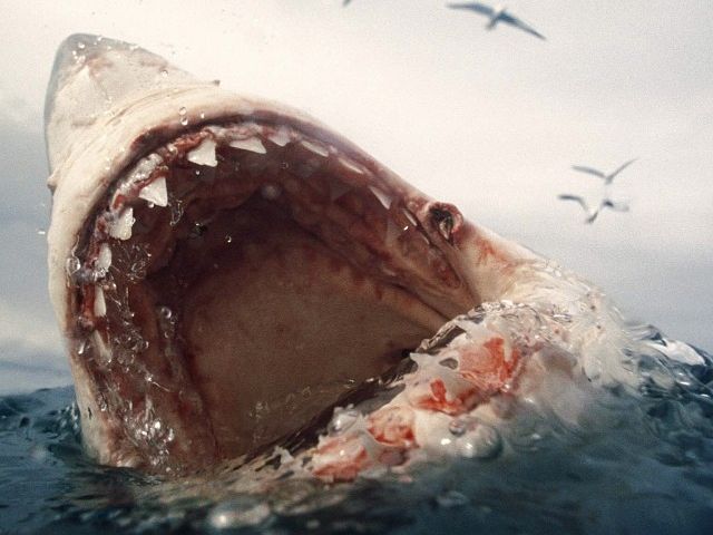 Great white shark mouth