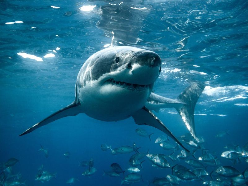 Great white shark turns below the ocean's surface.