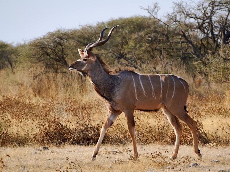 Greater kudu male woodland antelope at Etosha National Park