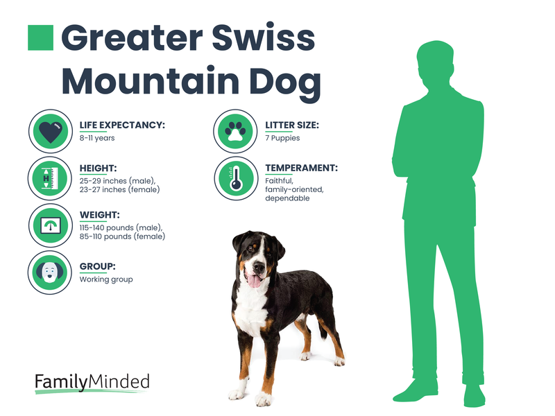 Greater Swiss Breed