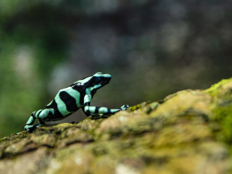 Green-and-black poison dart frog