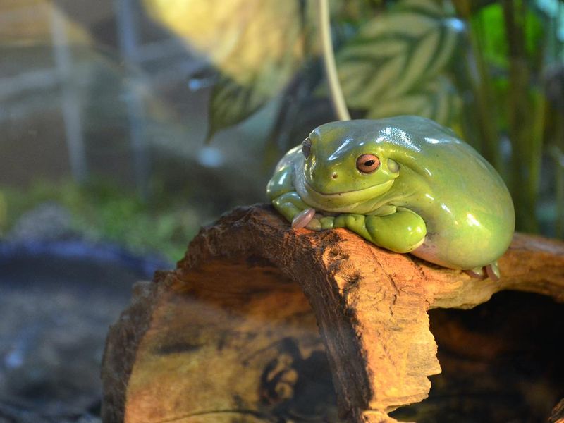 Green frog sitting on log