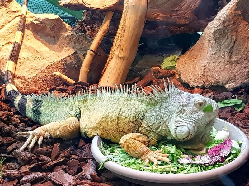 Green iguana eating veggies