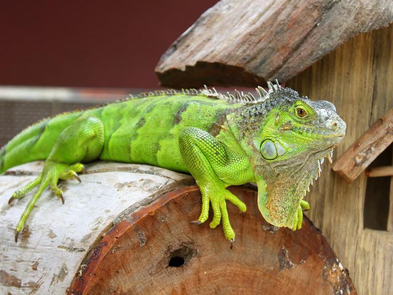 Green iguana in terrarium