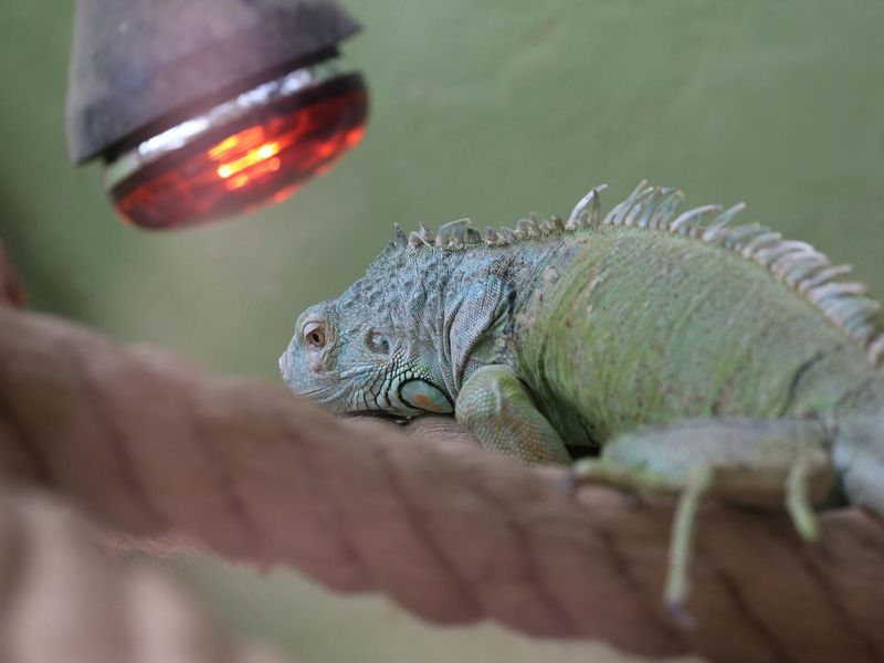 Green iguana under a heat lamp