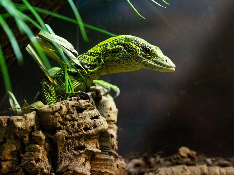 Green monitor lizard