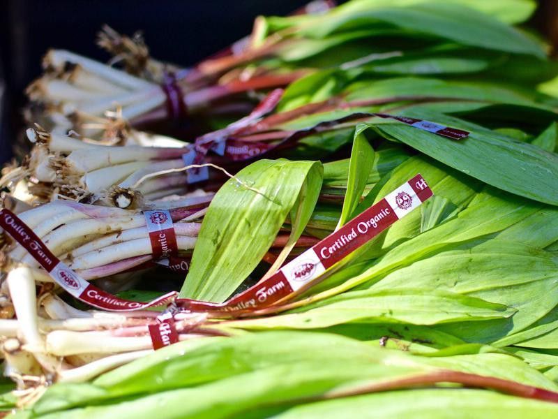 Green onions at the Dane County Farmers Market