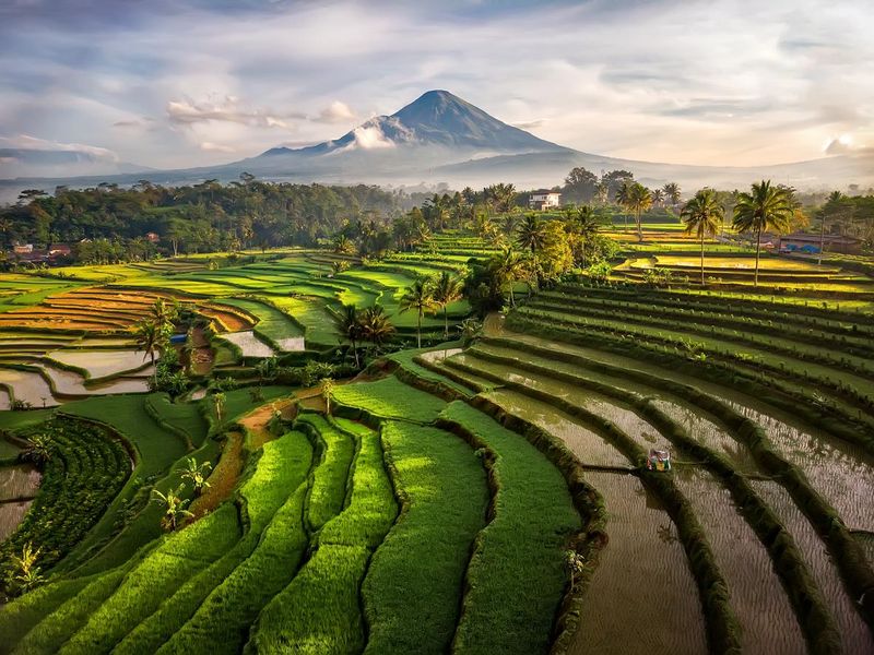 green rice field terrace in Indonesia