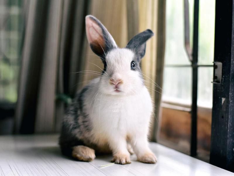 Grey bunny rabbit looking at the camera