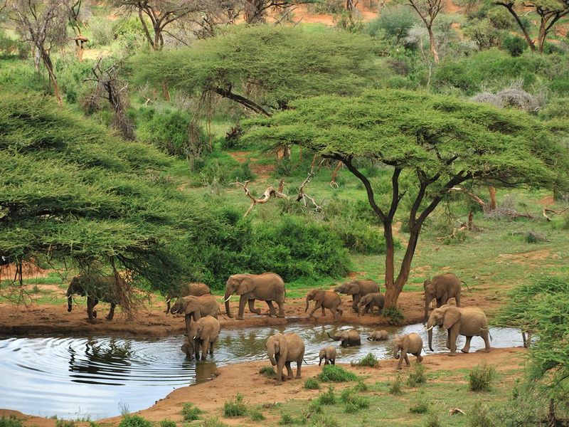 Grey elephants at a waterhole in Samburu National Reserve