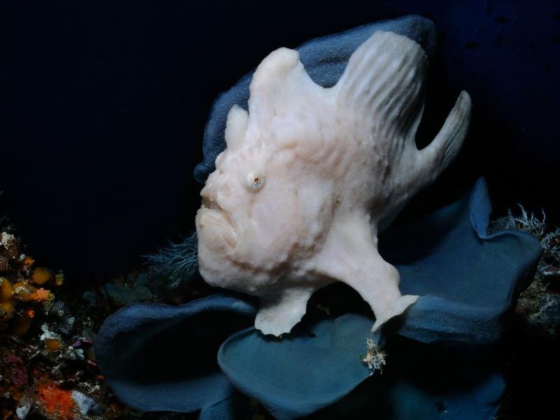 Grey Giant Frogfish
