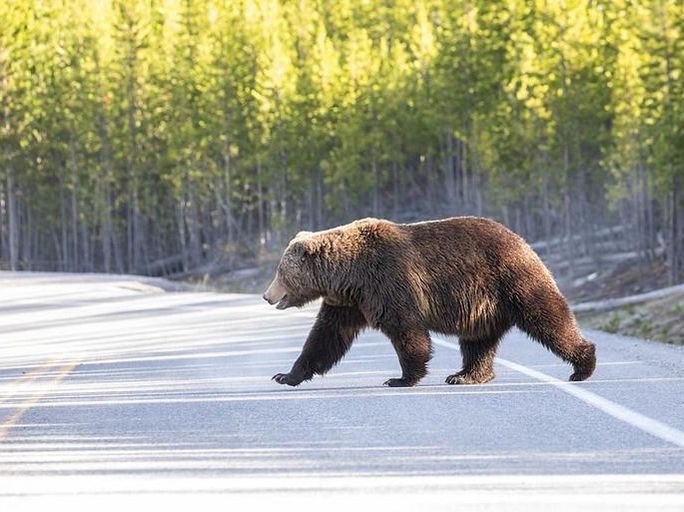 Grizzly bear crossing road