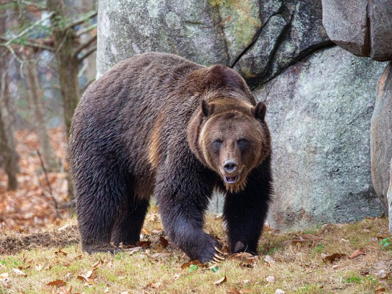 Grizzly bear exhibit at the North Carolina Zoo