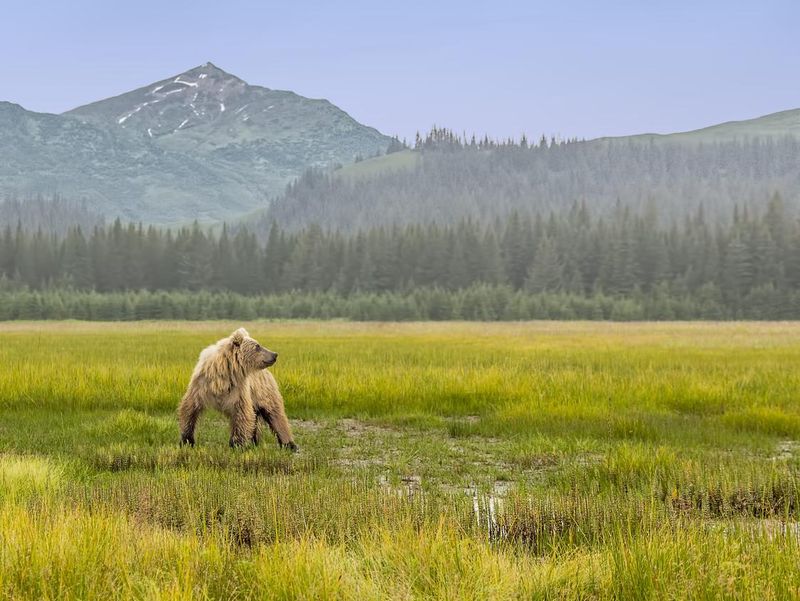 Grizzly bear in Lake Clark, Alaska