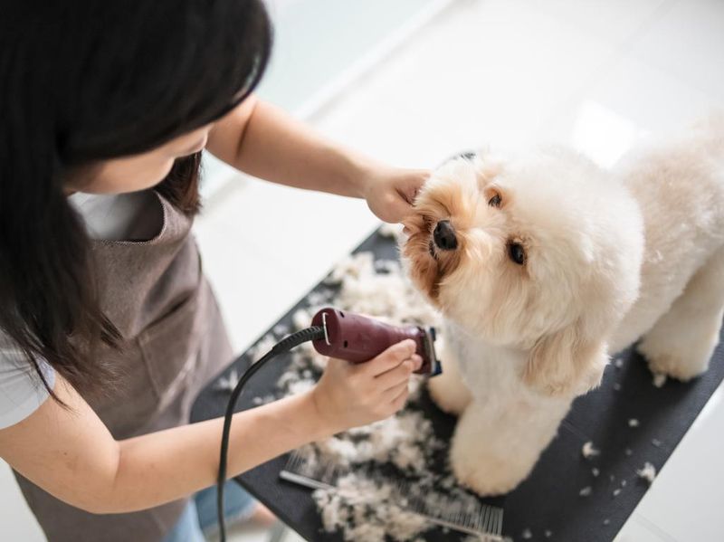 Grooming dog with clippers