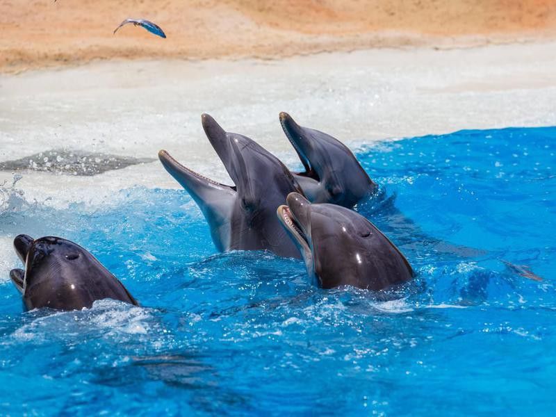 Group of dolphins during feeding