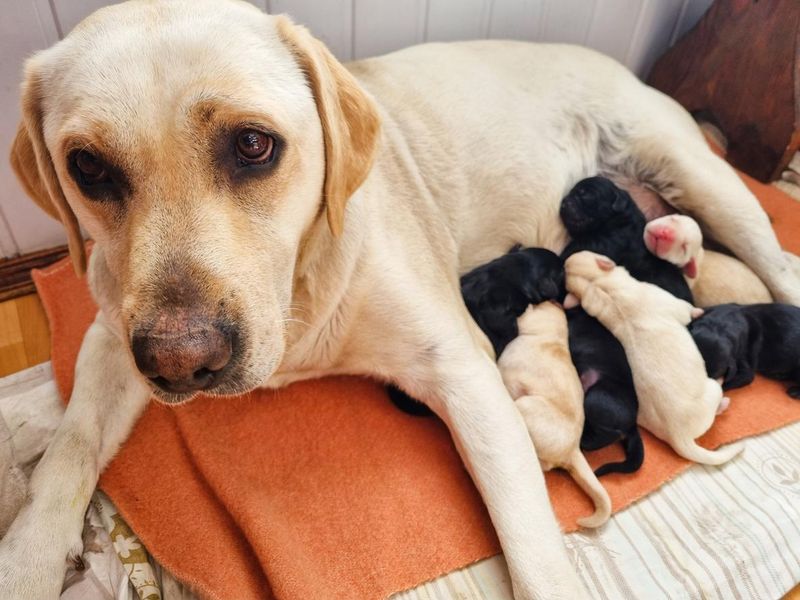 Group of first day golden retriever puppies with mother