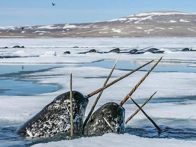 Group of narwhals fighting