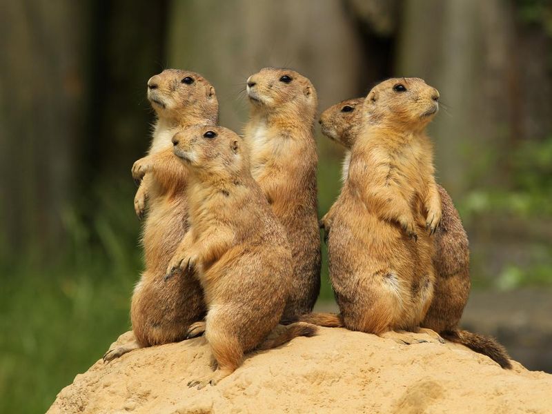 Group of prairie dogs