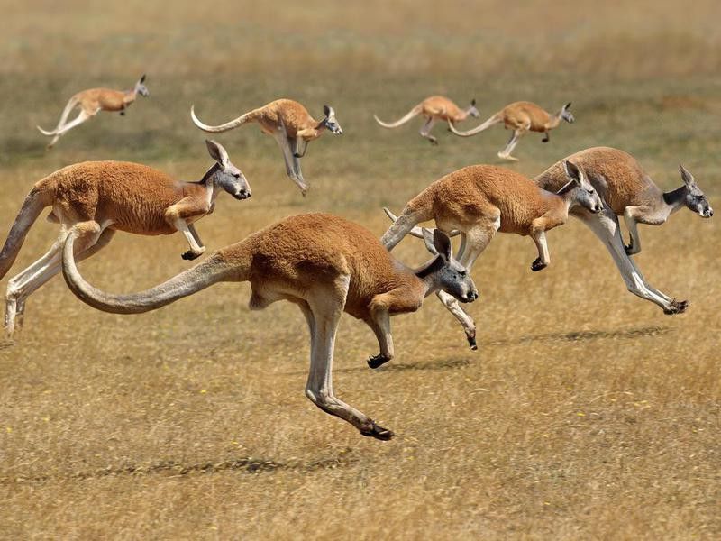 Group of wild kangaroos in Australia