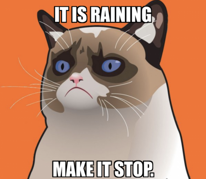 Grump Cat wants the rain to stop soon