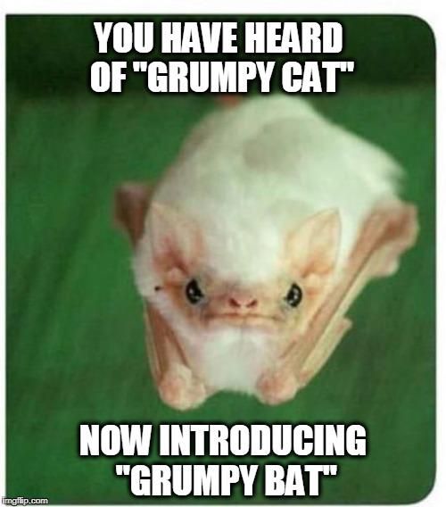 Grumpy bat meme