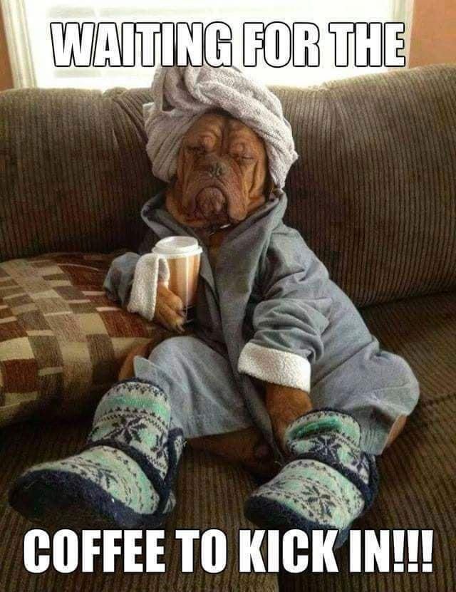 Grumpy dog drinking coffee in a robe meme