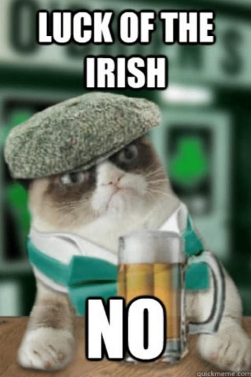 Grumpy Irish cat