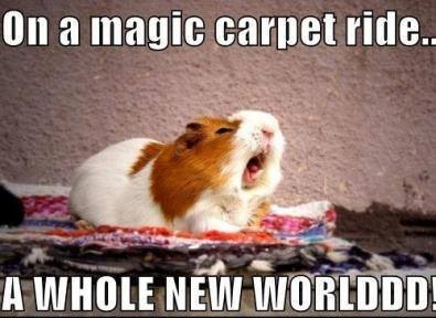 Guinea pig on a magic carpet