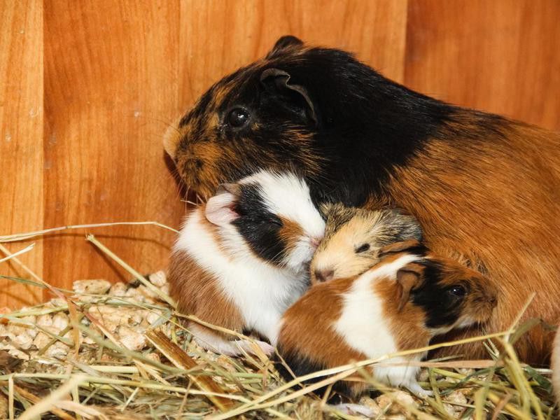 Guinea pig with small piglets