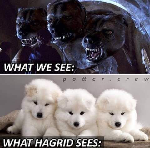 Hagrid meme