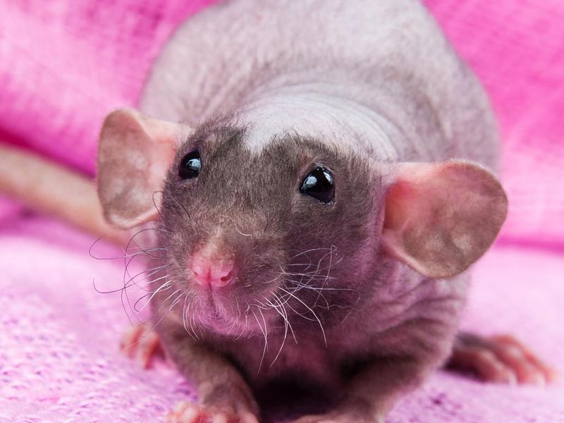 Hairless rat with big ears on a pink background