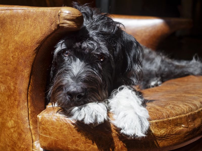 Hairy, dog-in-residence at Bobby Hotel