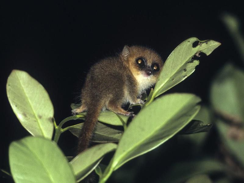 Hairy Eared Dwarf Lemur