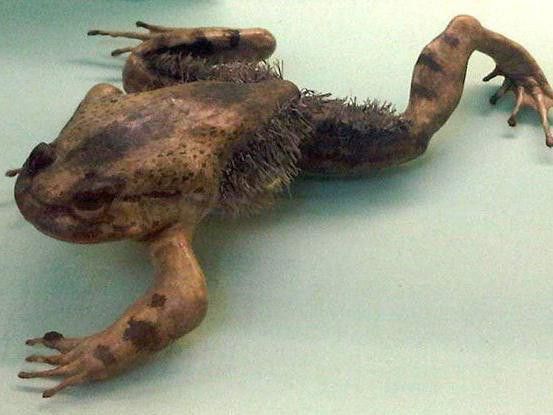 Hairy Frog