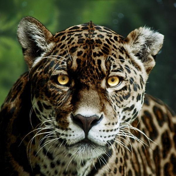 Half black panther jaguar with glowing yellow eyes