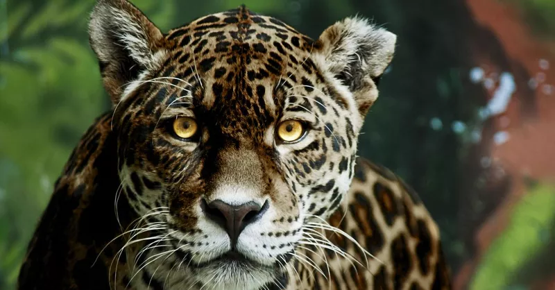 30 Most Beautiful Animals on the Planet | Always Pets