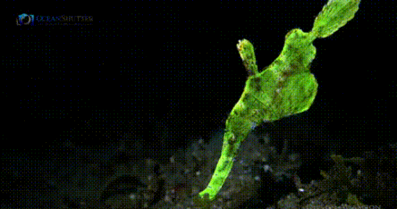 Halimeda Ghost Pipefish video