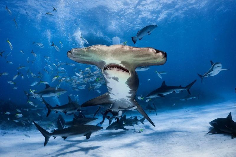 Hammerhead shark swimming with fish