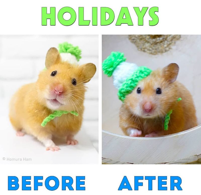 Hamster at the holidays meme