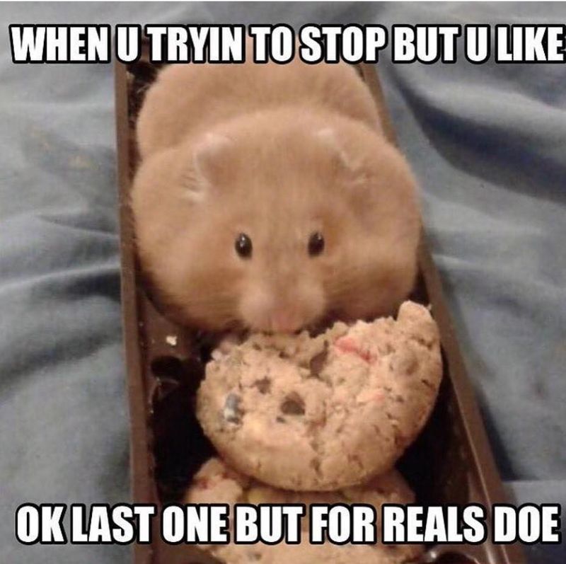 Hamster eating a cookie
