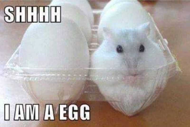 Hamster egg meme