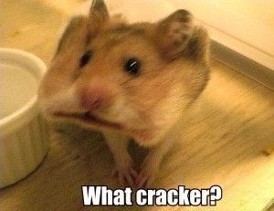 Hamster hiding a cracker in its cheeks