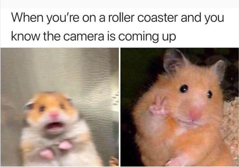 Hamster on a roller coaster meme