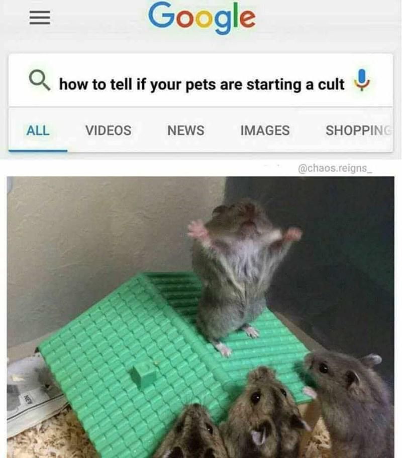 Hamster starting a cult