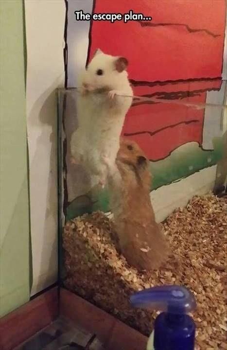 Hamster trying to escape