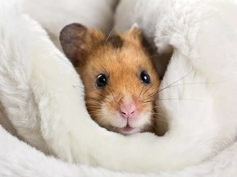 Hamster Life Expectancy – Petsmont