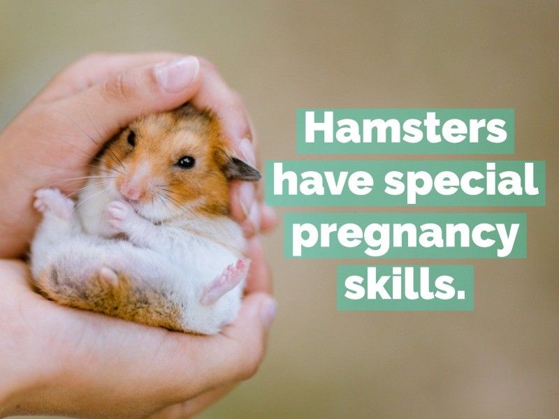 hamster
